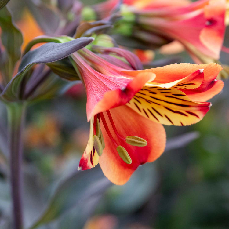 Alstroemeria Plant 'Indian Summer'