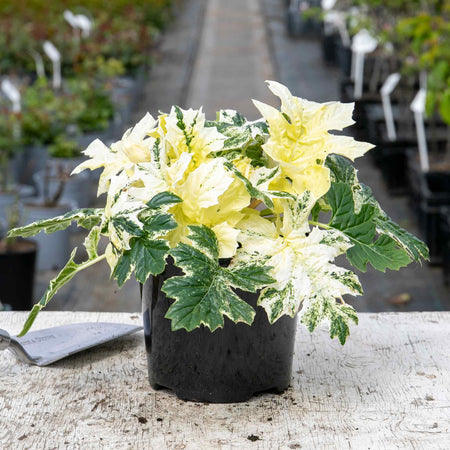 Acanthus Plant 'Whitewater'