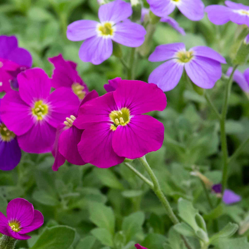 Aubrieta Plant 'Katie Mix'