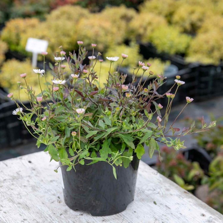 Erigeron Plant 'Karvinskianus Stallone Profusion'