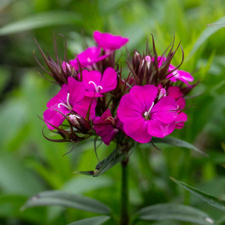 Dianthus Plant 'Dash Magician'