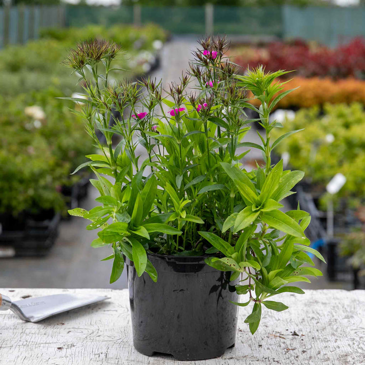 Dianthus Plant 'Dash Magician'