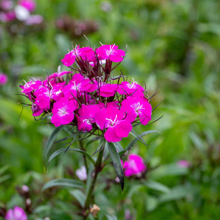 Dianthus Plant 'Dash Magician'