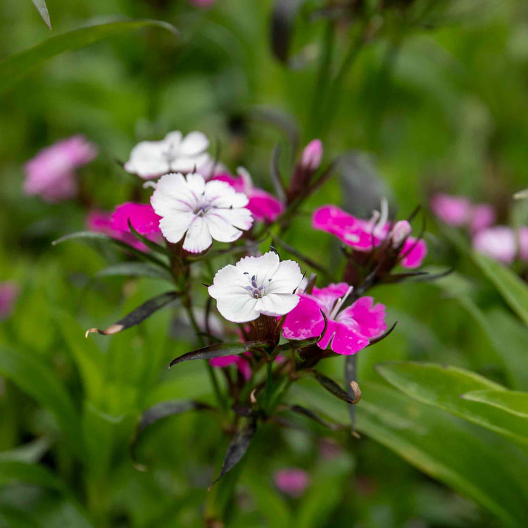 Dianthus Plant 'Dash Magician'