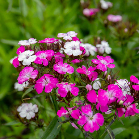 Dianthus Plant 'Dash Magician'