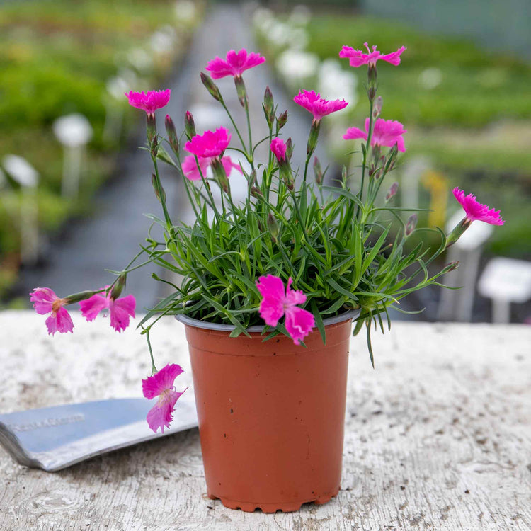 Dianthus Plant 'Kahori'