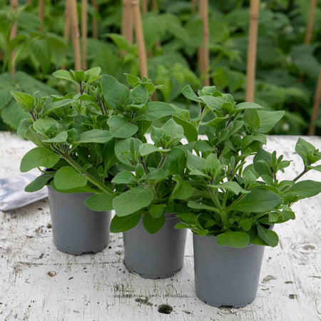 Petunia Plant Supertunia 'Vista Bubblegum'