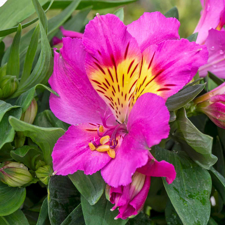Alstroemeria Plant 'Inticancha Sunstar'