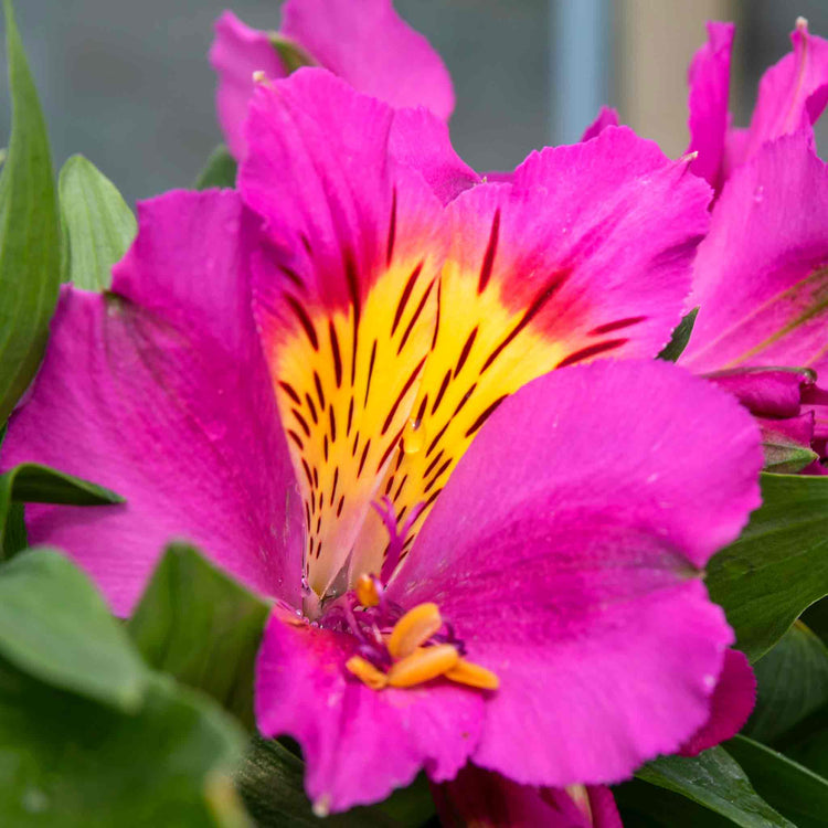 Alstroemeria Plant 'Inticancha Sunstar'