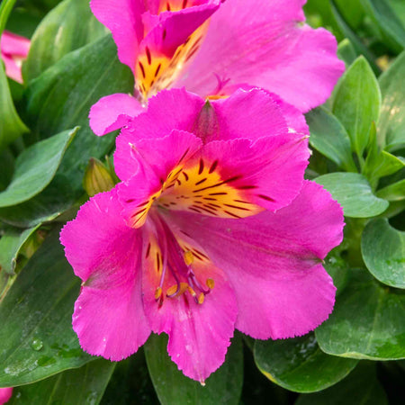 Alstroemeria Plant 'Inticancha Sunstar'