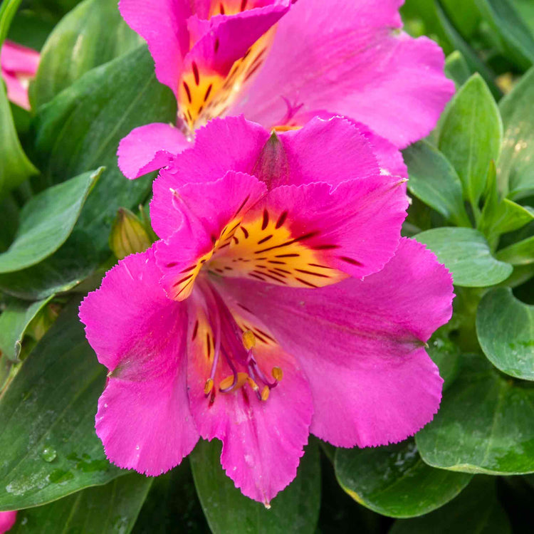 Alstroemeria Plant 'Inticancha Sunstar'