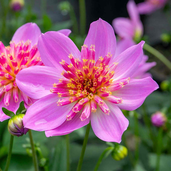 Dahlia Plant 'Dalina Maxi Starburst Pink'