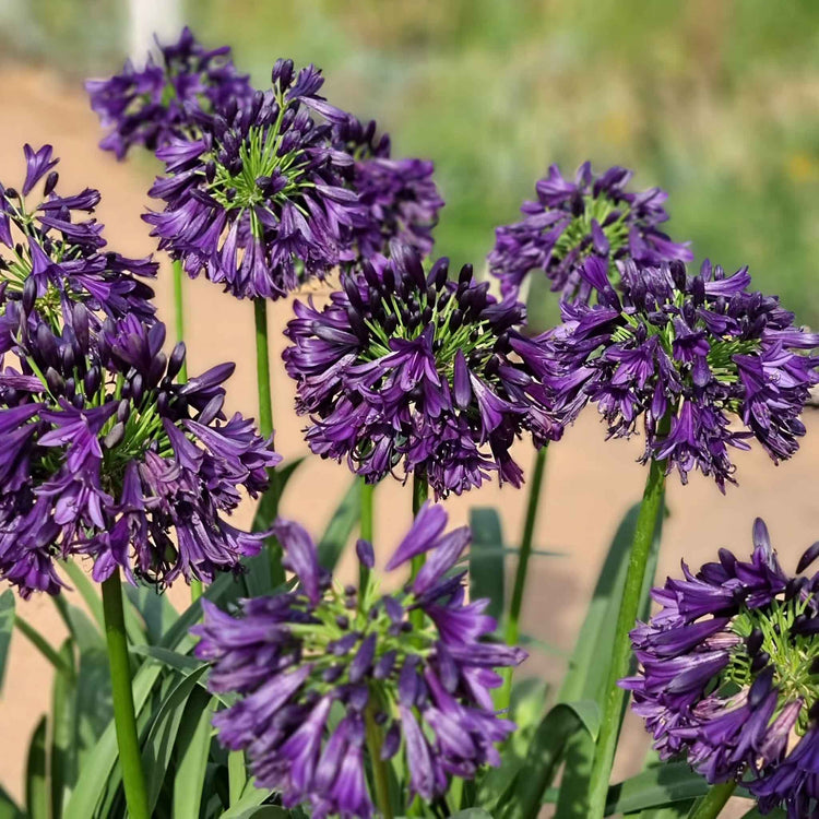 Agapanthus Plant 'Blackjack'