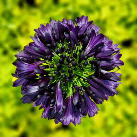 Agapanthus Plant 'Blackjack'