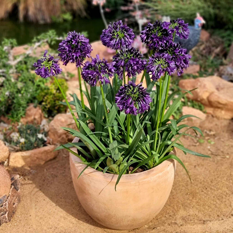 Agapanthus Plant 'Blackjack'