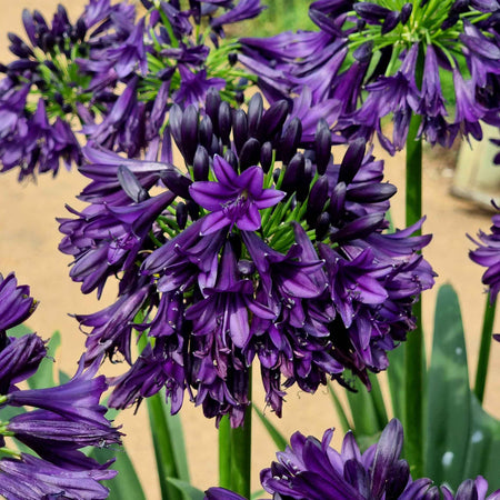 Agapanthus Plant 'Blackjack'