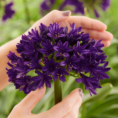 Agapanthus Plant 'Blackjack'