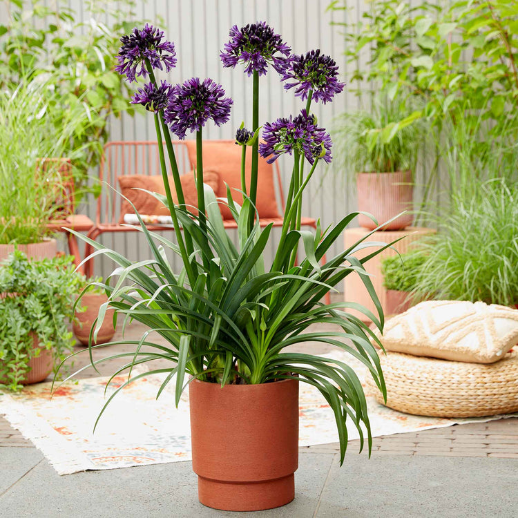 Agapanthus Plant 'Blackjack'