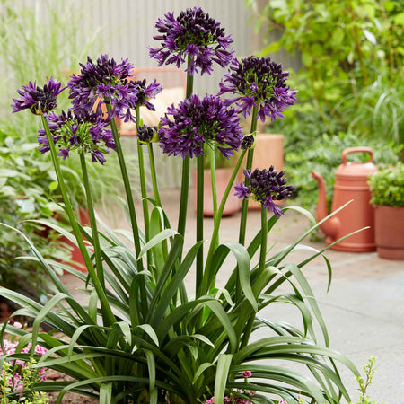 Agapanthus Plant 'Blackjack'