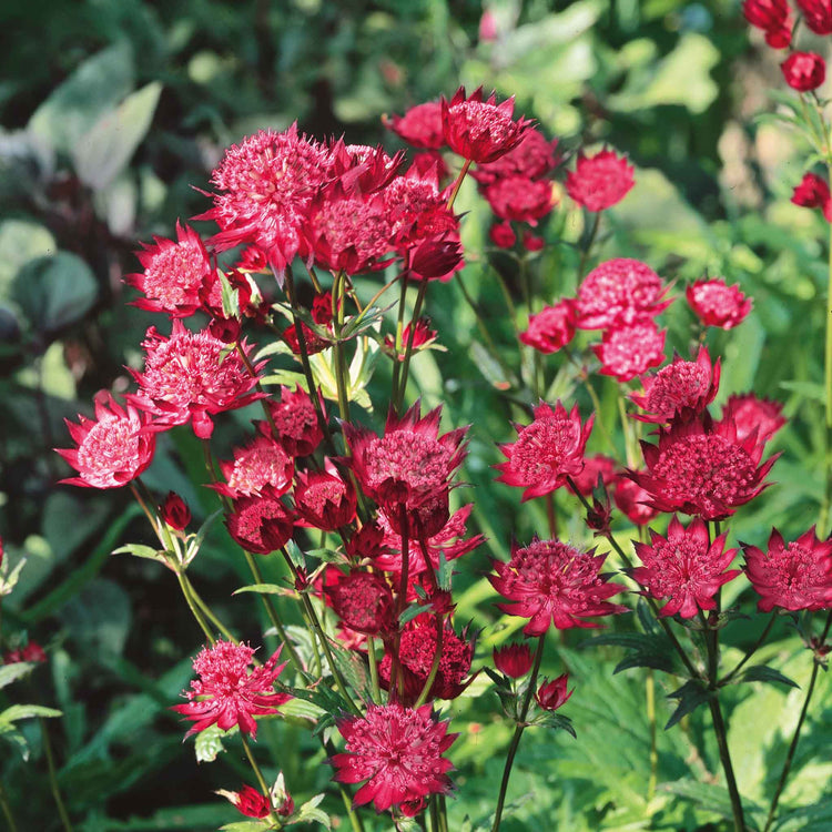 Astrantia Plant 'Claret'