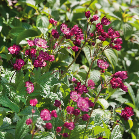 Astrantia Plant 'Claret'