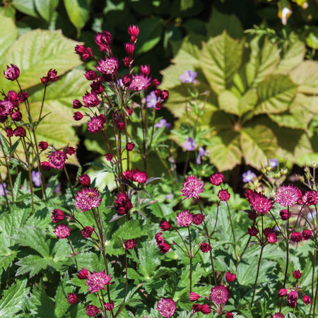 Astrantia Plant 'Claret'