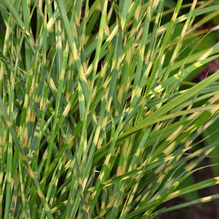 Miscanthus Plant 'Little Tiger'