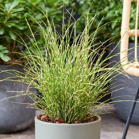 Miscanthus Plant 'Little Tiger'