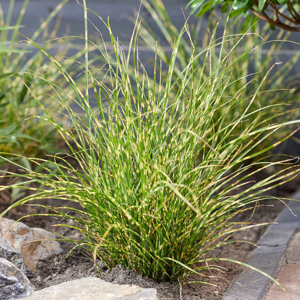 Miscanthus Plant 'Little Tiger'