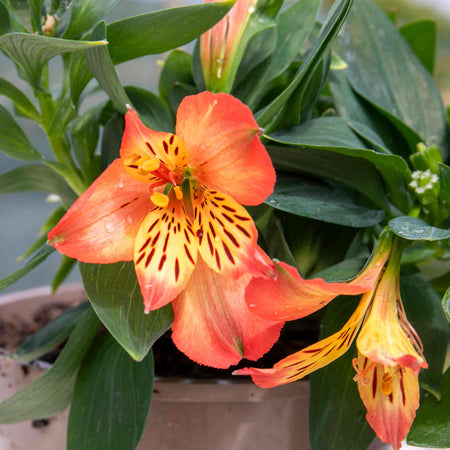 Alstroemeria Plant 'Inticancha Bryce'