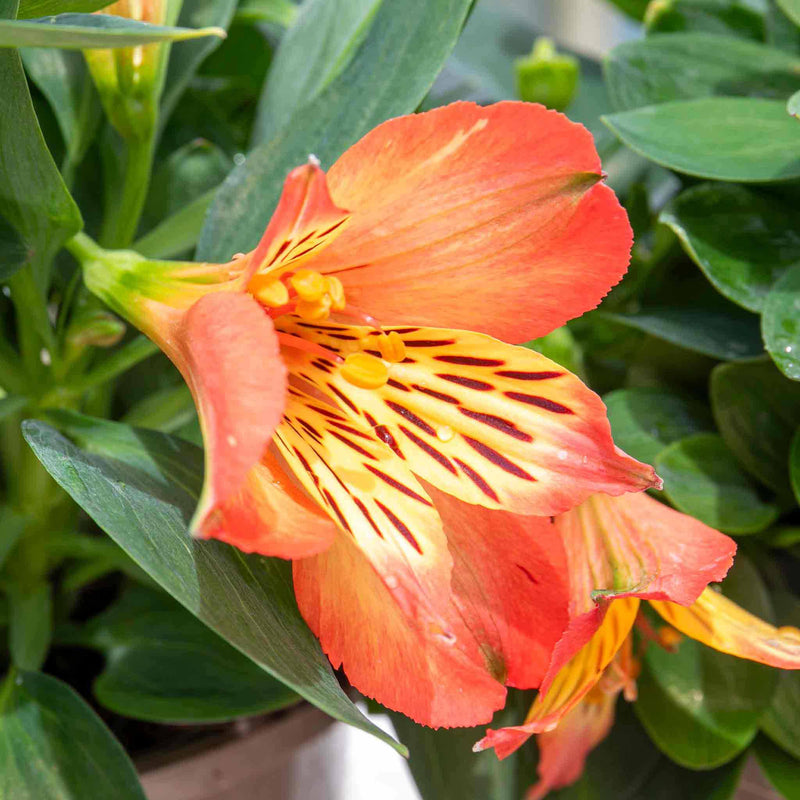 Alstroemeria Plant 'Inticancha Bryce'