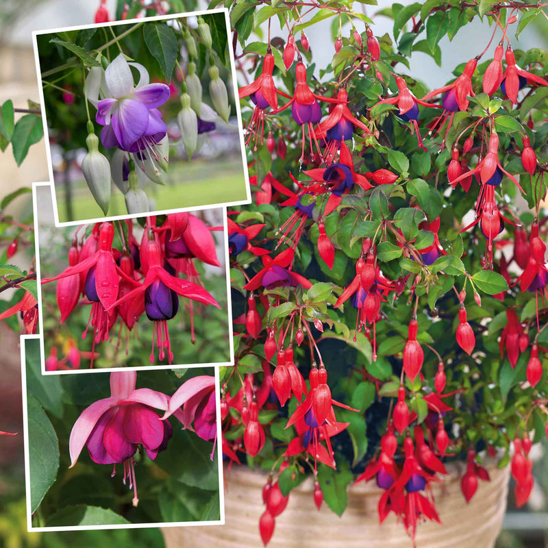 Fuchsia Hardy 9cm Collection