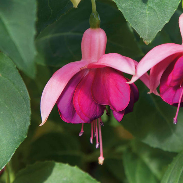 Fuchsia 'Garden News'