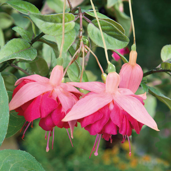 Fuchsia Hardy 'Garden News'