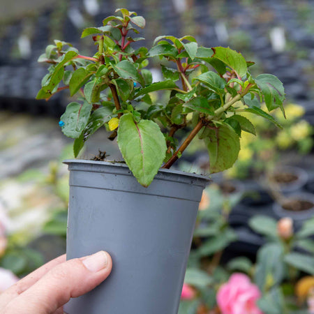 Fuchsia Hardy 9cm Collection