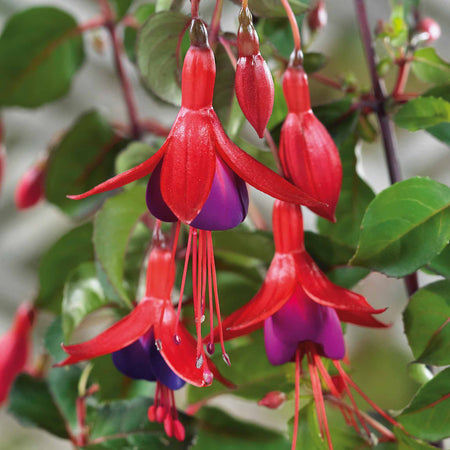 Fuchsia Hardy 'Mrs Popple'