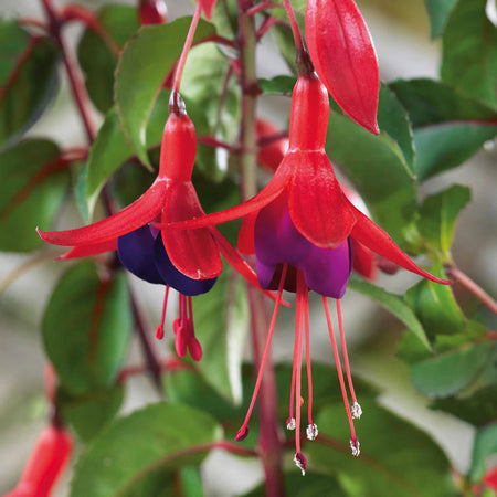 Fuchsia Hardy 9cm Collection