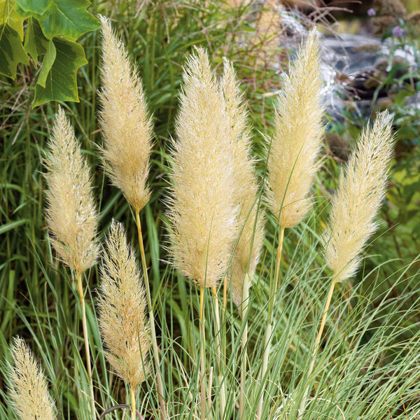 Cortaderia selloana 'Tiny Pampa'