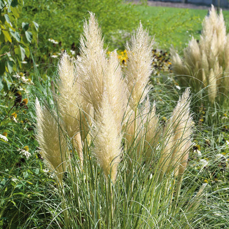 Cortaderia selloana 'Tiny Pampa'