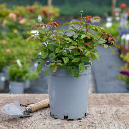 Rose Bush Plant 'Timeless Pink'