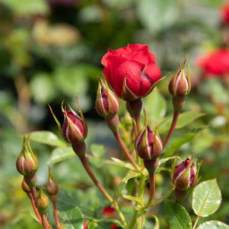 Patio Rose Plant 'Raspberry Royale'