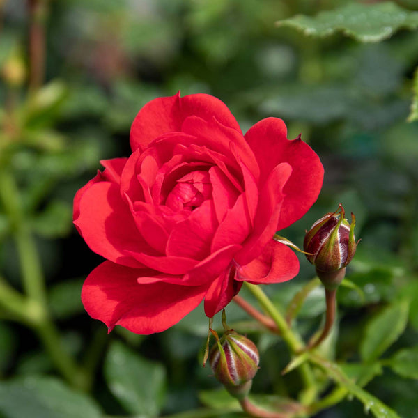 Patio Rose Plant 'Raspberry Royale'