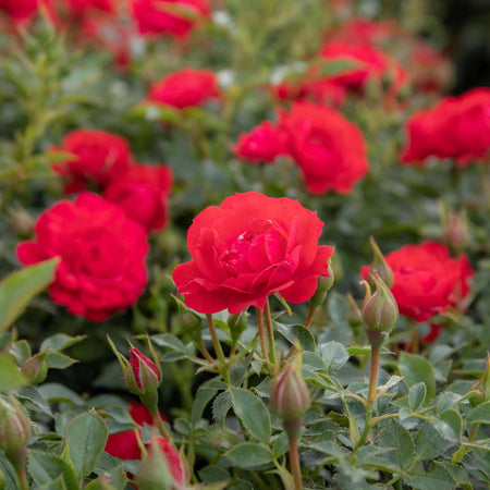 Patio Rose Plant 'Raspberry Royale'