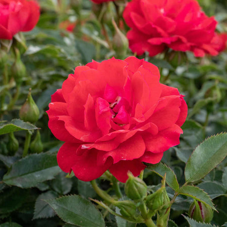 Patio Rose Plant 'Raspberry Royale'