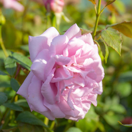 Rose Bush Plant 'Twice In A Blue Moon'