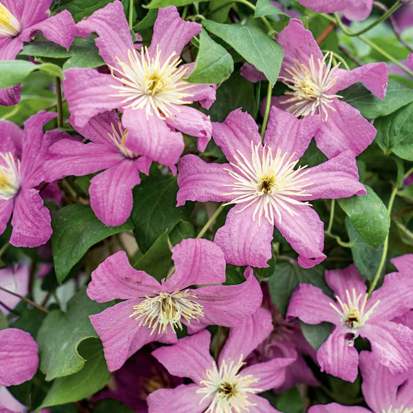 Clematis Plant 'Comtesse de Bouchard'