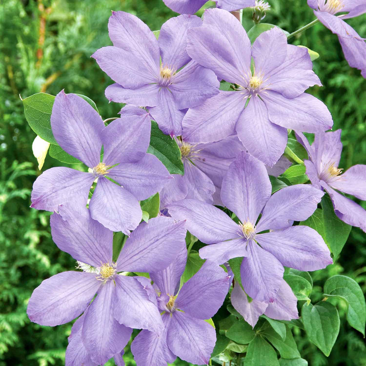 Clematis Plant Hybrid 'Mrs Cholmondeley'