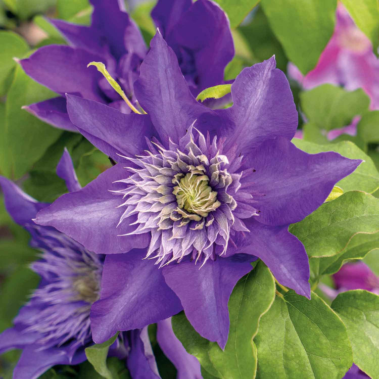 Clematis Plant 'Multi Blue'