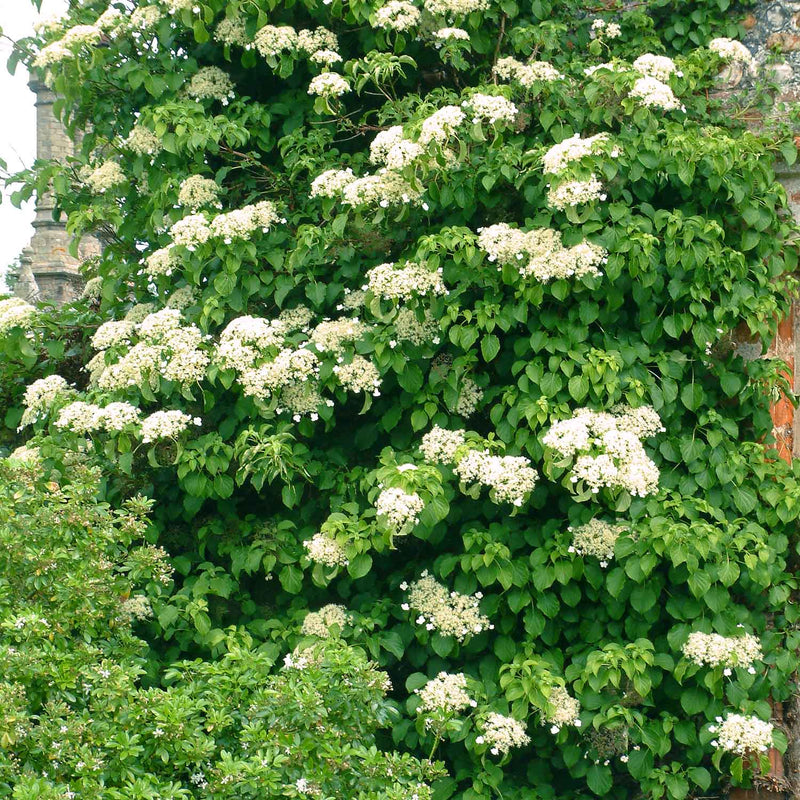 Hydrangea Plant 'Petiolaris'