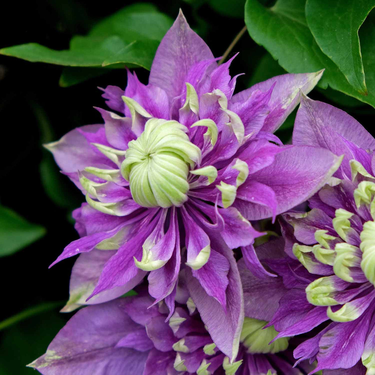 Clematis 'Taiga' - 7.5Ltr Plant | Buy Clematis Plants Online | Clematis ...